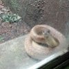 snake snake