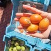TOMATO
