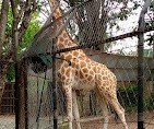 giraffe giraffe